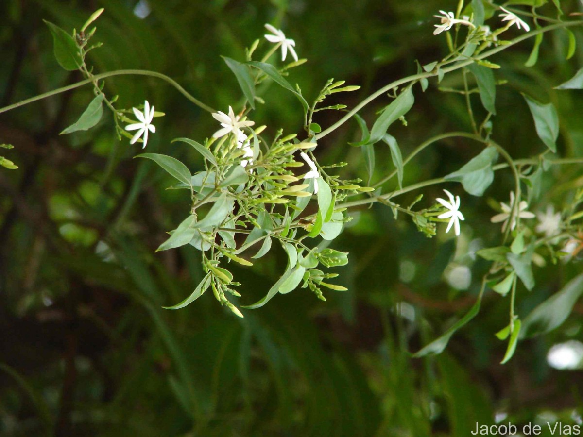 Jasminum auriculatum Vahl